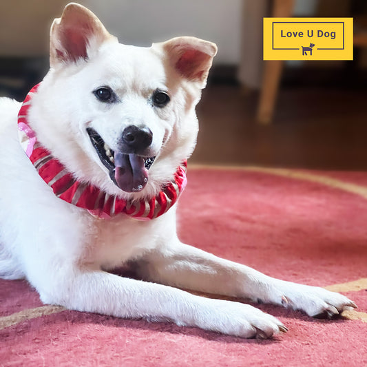 ワンコの防災を考える🐕‍🦺①　ペットは避難所に連れていけません！